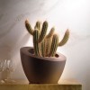 Genesis oblique flower bowl, VECA