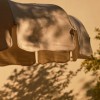 LOTUS PAGODA two-tone umbrella, Crema Outdoor